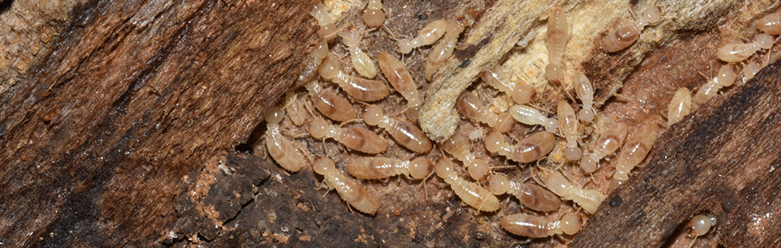 Termite Control