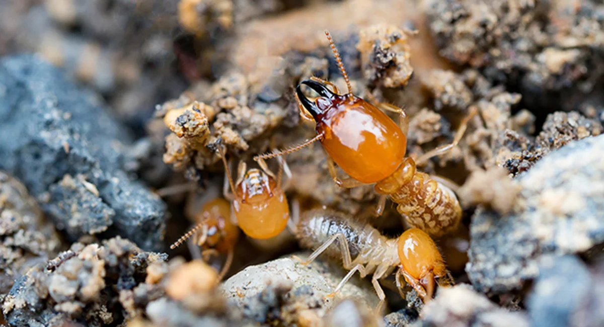 Termite Control