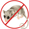 Possum Removal Bayswater