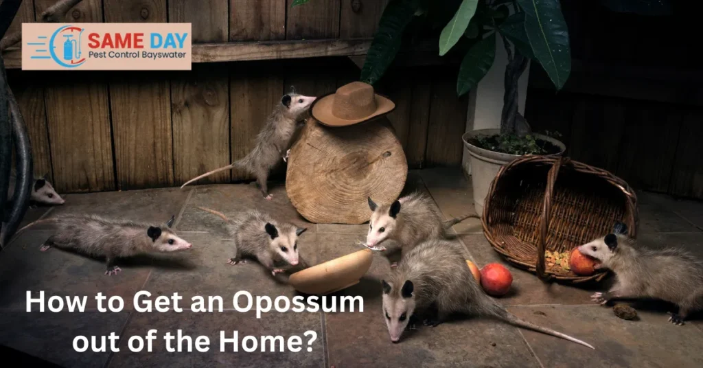 Bayswater Possum Removal